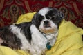 Shih tzu dog lying on yellow blanket and red patterned sofa with funny face and evil looking eye