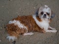 Shih Tzu dog outdoor portrait at beach.