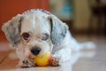 Shih tzu dog playing a ball for pet concept