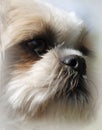 Shih Tzu Dog Portrait with Beautiful, Large Eyes