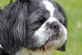 Shih Tzu Dog Portrait Close up