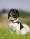 Shih Tzu dog