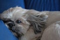 Relaxing Shih Tzu Dog