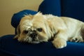 Shih Tzu Dog Relaxing on the Sofa