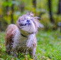 shih tzu dog shakes off water in summer Royalty Free Stock Photo