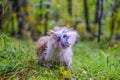 shih tzu dog shakes off water in summer Royalty Free Stock Photo