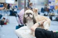 Shih tzu at the Dog Show, grooming on the table
