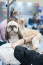 Shih tzu at the Dog Show, grooming on the table, space for text
