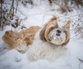 shih tzu dog sits in the snow in the bushes in winter