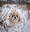 shih tzu dog sits in the snow in the bushes in winter