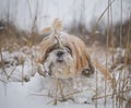 the shih tzu dog sits in the snow in the bushes in winter