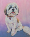 A Shih-Tzu dog sitting on blue and pink background. Acrylic painting