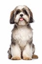 a shih tzu dog sitting in front of a white background