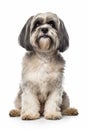 a shih tzu dog sitting in front of a white background