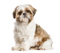 Shih Tzu, dog sitting and looking at the camera, isolated on whi Royalty Free Stock Photo