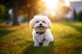 A shih tzu dog sitting in the park. Generative AI.