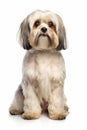 a shih tzu dog sitting on a white background