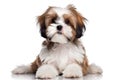 Shih Tzu Dog Sitting On A White Background