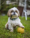 shih tzu dog stands with a ball in the green grass in the park Royalty Free Stock Photo