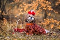 Shih tzu dog for a walk in the autumn forest. Shih Tzu with a basket of rowan Royalty Free Stock Photo