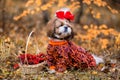 Shih tzu dog for walk in the autumn forest. Shih Tzu with a basket of rowan Royalty Free Stock Photo