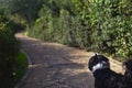 Shih tzu dog walking the trail Royalty Free Stock Photo