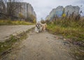 shih tzu dog walks through a clearing in the park Royalty Free Stock Photo