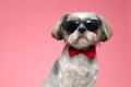 Shih tzu dog wearing sunglasses and red bowtie Royalty Free Stock Photo