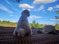 Shih Tzu, dogs sitting on the rice fields. Good weather, cool, blue sky, soft wind, comfortable rest.