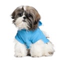 Shih Tzu with dresses