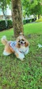 A Shih Tzu is enjoying in the garden.