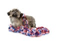 Shih Tzu and Fourth of July deocations