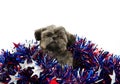 Shih Tzu and Fourth of July deocations