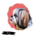 Shih Tzu lap dog toy pet digital art. Small Chrysanthemum breed watercolor portrait closeup, hand drawn muzzle of canine