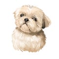 Shih Tzu lap dog toy pet digital art. Small Chrysanthemum breed watercolor portrait closeup, hand drawn muzzle of canine