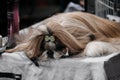 Portrait of a thoroughbred dog from a dog show close-up. A Shih tzu with long, silky hair and a green bow on top of her head lies