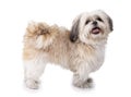 Shih tzu, 8 months old, standing