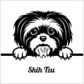 Shih Tzu - Peeking Dogs - - breed face head isolated on white