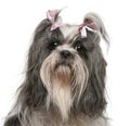 Shih Tzu with pink bows in hair, 4 years old