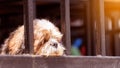 A Shih Tzu dog laying on the ground