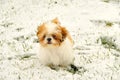 Shih Tzu Playing In The Snow