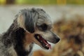 Shih Tzu Poodle Royalty Free Stock Photo