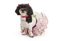 Shih Tzu - Poodle Dog in Christmas Outfit