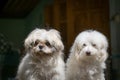 Shih Tzu and Poodle dogs.