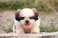 Shih Tzu Royalty Free Stock Photo