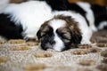 Shih Tzu puppies Royalty Free Stock Photo