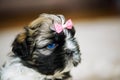 Shih Tzu puppies Royalty Free Stock Photo