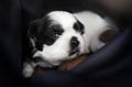 shih tzu puppies cute dogs beautiful pet portrait