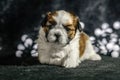 Shih tzu puppies are happy little dogs who enjoy the company of children and adults.