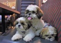 Shih Tzu Puppies